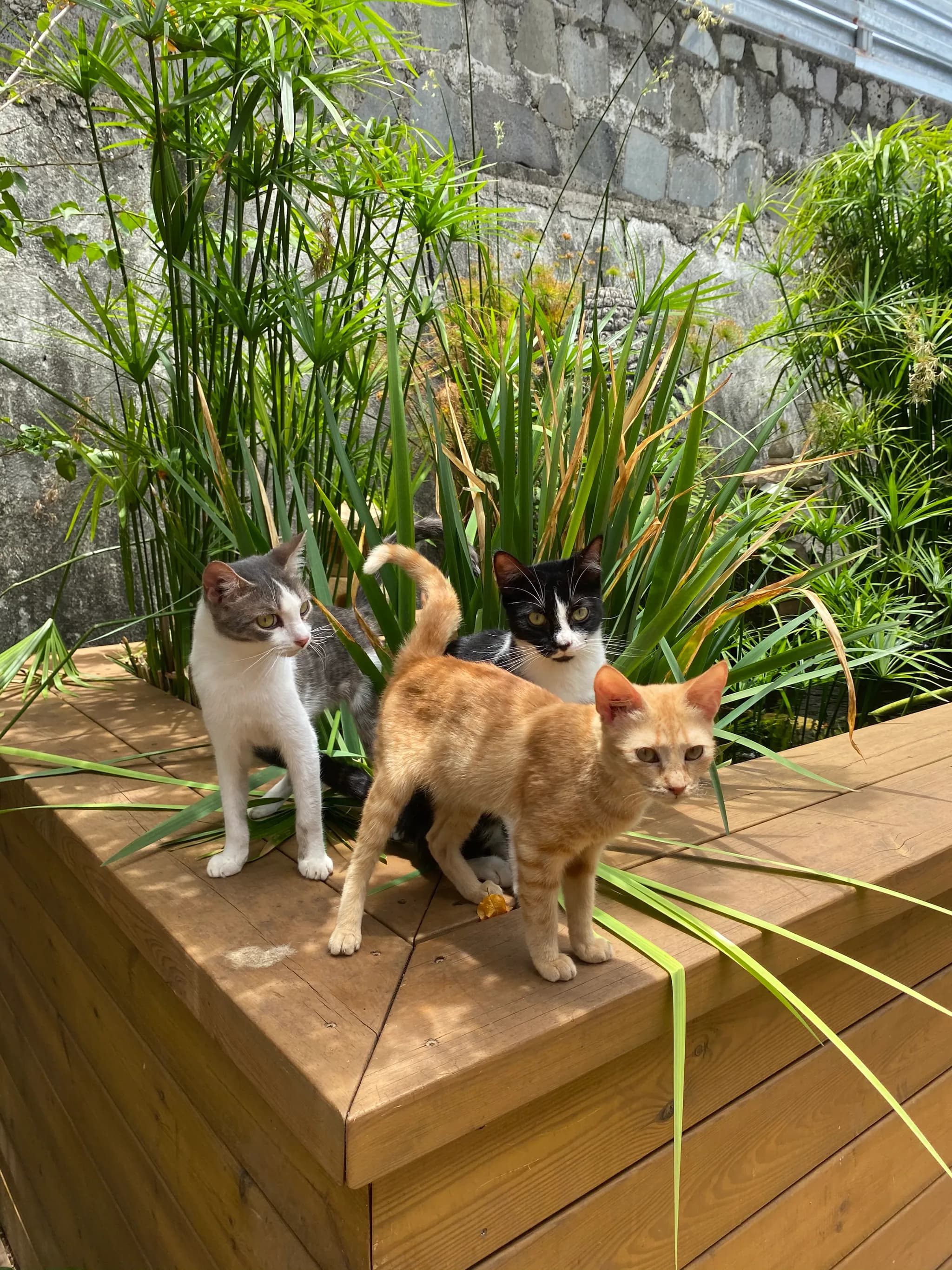 Les animaux de la famille Belmonte